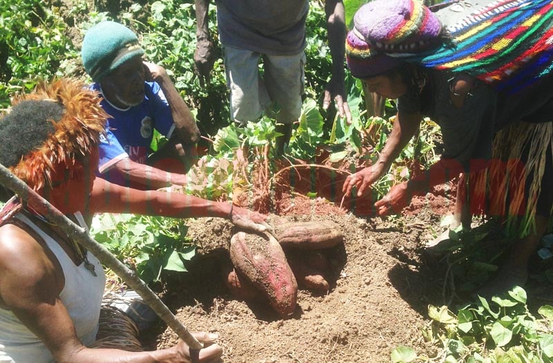 Indonesian Government Introduces Modern Agriculture Practices in Papua