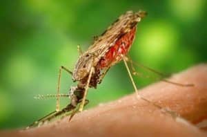 49 Children Suffer Dengue in Merauke