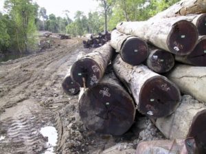 Hundreds of Merbau Logs Seized by Papua Forestry Office