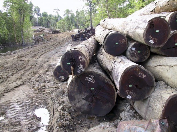 Hundreds of Merbau Logs Seized by Papua Forestry Office