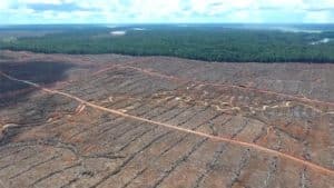 Deforestation and its impacts toward Indigenous Papuans