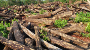 Logs delivery out of Papua should be watched