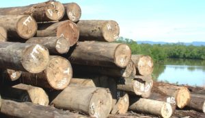The story of illegal logging from the forests of Papua