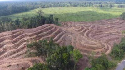 List of 10 regencies in Papua with highest deforestation rate