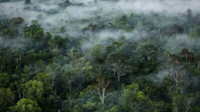 LBH Papua hopes state will protect Woro Clan’s customary forest