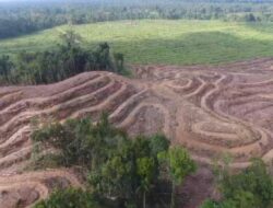 Massive deforestation in Papua: Greenpeace reveals loss of 641,400 ha of forests due to industries