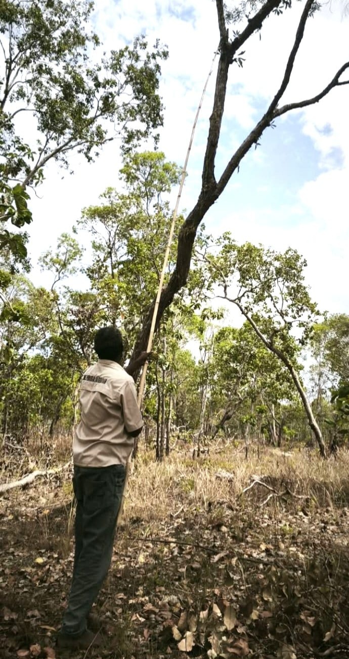 Ant-Plant Harvesting in Wasur Forest Supports Local Livelihoods