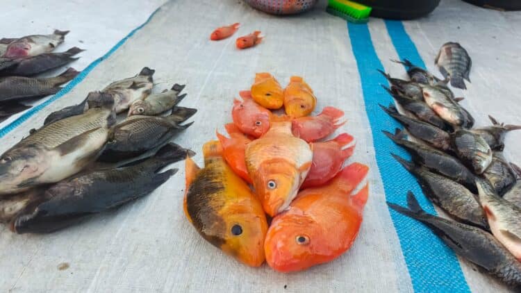 Lake Sentani increasingly overrun by invasive ‘red devil’ fish