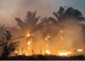 Indonesian churches urge action as forest and land fires affect regions across the country