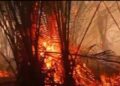 Fire destroys sago groves, threatening Indigenous food security in Kimaam