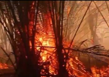 Fire destroys sago groves, threatening Indigenous food security in Kimaam