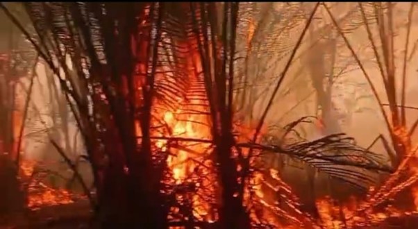 Fire destroys sago groves, threatening Indigenous food security in Kimaam