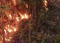 Residents condemn suspected forest arson in Papua Highlands