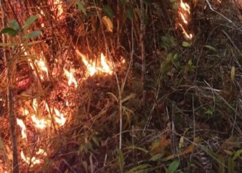 Residents condemn suspected forest arson in Papua Highlands