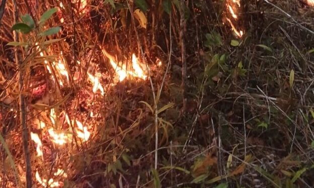 Residents condemn suspected forest arson in Papua Highlands