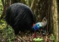 Indigenous knowledge warns of wildlife loss as oil palm plantations replace Papua’s forest