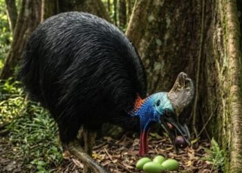 Indigenous knowledge warns of wildlife loss as oil palm plantations replace Papua’s forest