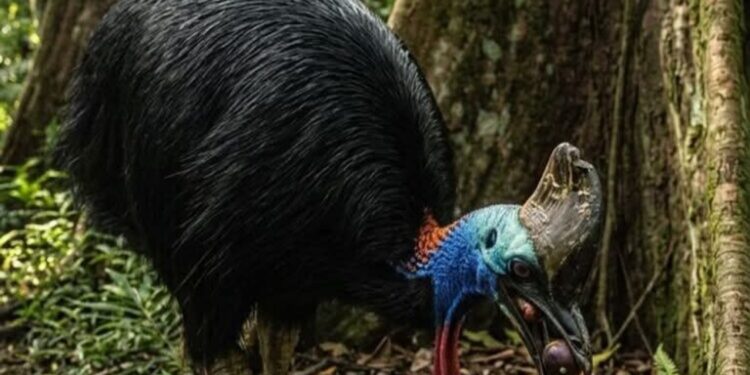 Indigenous knowledge warns of wildlife loss as oil palm plantations replace Papua’s forest
